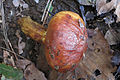 ハナイグチ Suillus grevillei