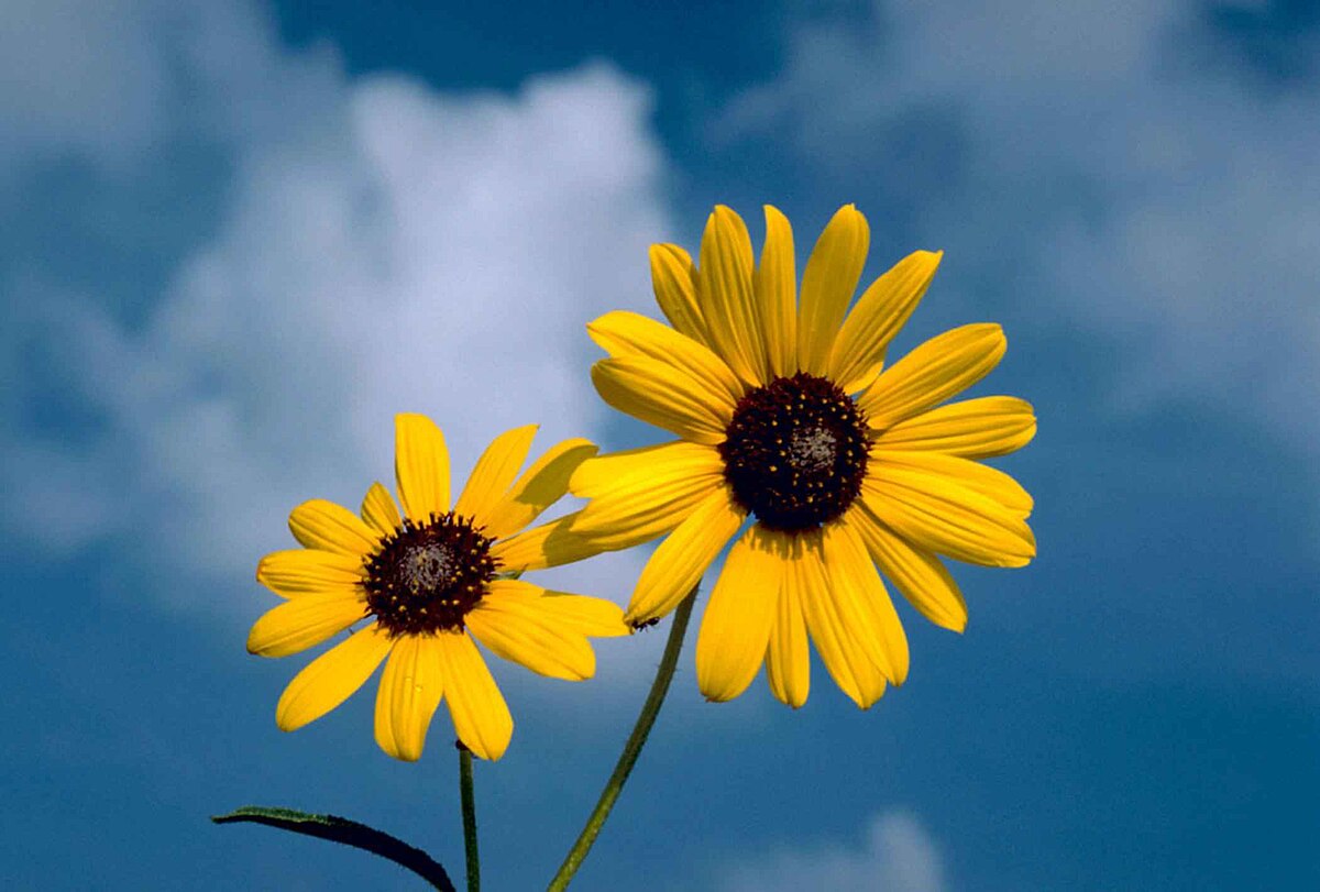 File:Sunflower flower against blue sky  - Wikimedia Commons