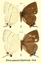 SuperansOberthur1914OD.jpg