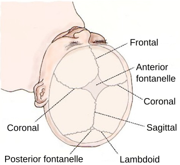 File:Sutures - from top.svg