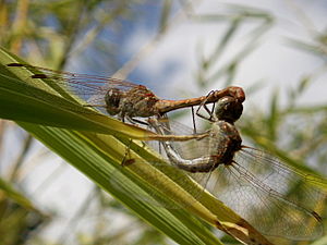 Sympetrum meridionale couple.jpg