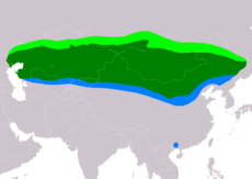 Rozšíření stepokura kirgizského