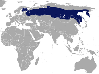 Taiga shrew species of mammal