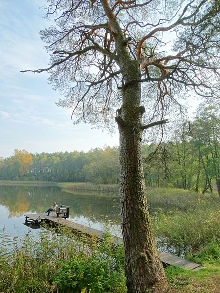 File:Taikūnų pušis prie Vilkaičio.JPG