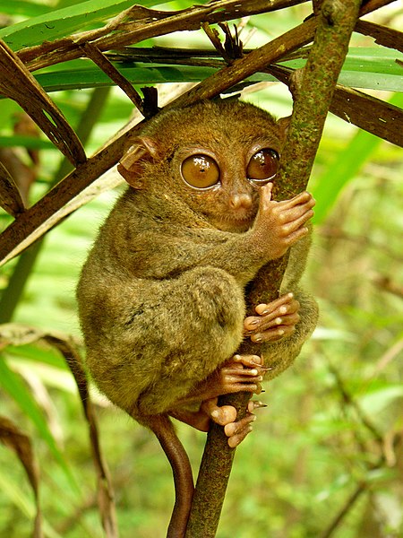 File:Tarsier Hugs Mossy Branch.jpg