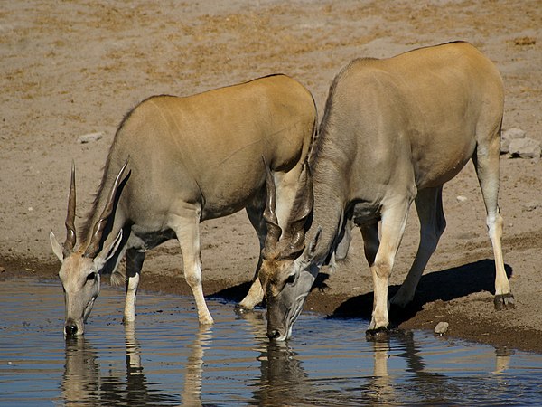 Two common elands drinking in a Chudop waterhole, Etosha National Park, Namibia.