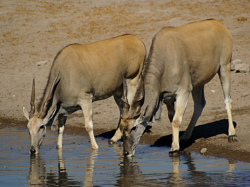 File:Taurotragus oryx.jpg