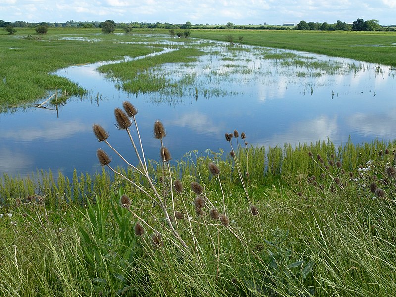 File:Teasels on the bank - The Ouse Washes near Mepal - geograph.org.uk - 4015977.jpg