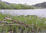 Thumbnail for Tenmile Lake (Oregon)