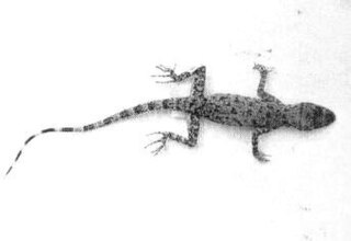 Soan gecko Species of lizard