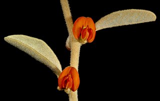 <i>Tephrosia arenicola</i> Species of plant