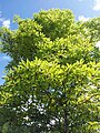 Terminalia bentzoe - Bois Benjoin - Mauritian Tree 11. jpg