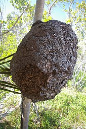 Photograph of an arboreal termite nest built on a tree trunk high above ground. It has an ovoid shape and appears to be larger than a basketball. It is dark brown in colour, and it is made of carton, a mixture of digested wood and termite faeces that is strong and resistant to rain. Covered tunnels constructed of carton can be seen leading down the shaded side of the tree from the nest to the ground.