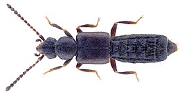 Teropalpus unicolor