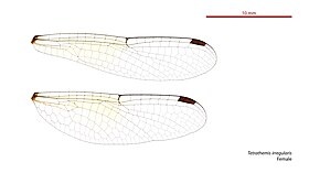 Photo of female wings