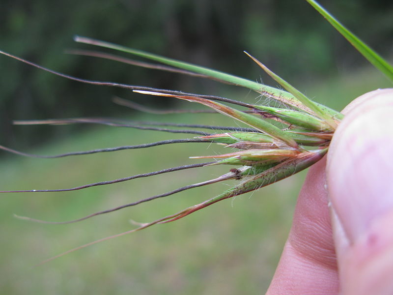 File:Themeda triandra with tubercle-hairs11 (9654442202).jpg