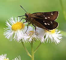 Thoressa varia on Erigeron philadelphicus.JPG