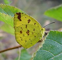 Three-spot Grass Yellow. Eurema blanda. Pieridae. - Flickr - gailhampshire.jpg
