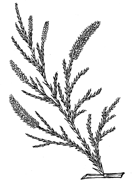 File:Thuja 2 (PSF).png