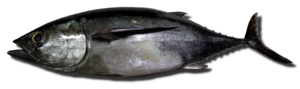 Thumbnail for File:Thunnus alalunga, arrainak.eus.png