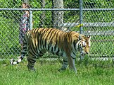 Tigre ( Panthera tigris)