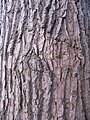 Bark