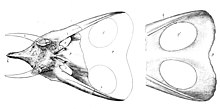 Marsh's original illustrations of the skulls of T. latus and its synonym T. gladius Torosaurus skulls.jpg