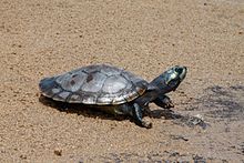 Young in Venezuela Tortuga-arrau.jpg