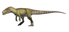 A reconstruction of Torvosaurus tanneri Torvosaurus tanneri Reconstruction.png