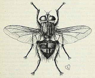 <i>Townsendiellomyia</i> Genus of flies