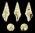 * Nomination Shell of a Pliocene gastropod, Trachelochetus romanus --Llez 19:44, 16 November 2015 (UTC) * Promotion Good quality. --Ermell 20:13, 16 November 2015 (UTC)