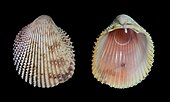 Exterior and interior of the shell of a Trachycardium isocardia, or West Indian prickly cockle Trachycardium isocardia in Margarita island.jpg