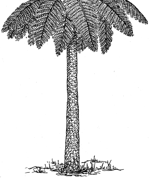 File:Tree Fern (PSF).png