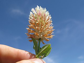 <i>Trifolium vesiculosum</i> Species of plant