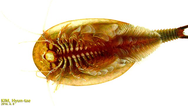 Triops - Wikipedia