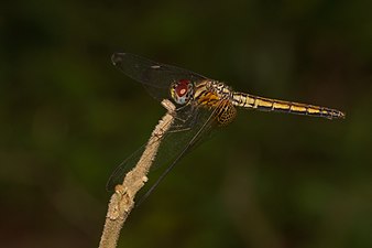 Crimson Marsh Glider Trithemis aurora female