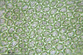 Groot gootmos (Tritomaria quinquedentata) laminacellen met chloroplasten en olielichaampjes, collenchymatische hoekverdikkingen van celwanden