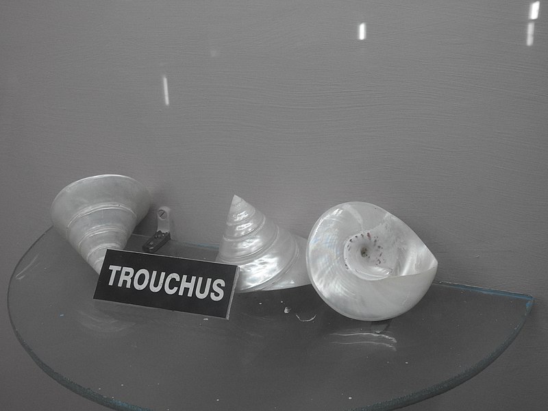 File:Trochus Shells by Dr Raju Kasambe DSCN0270 (2).jpg