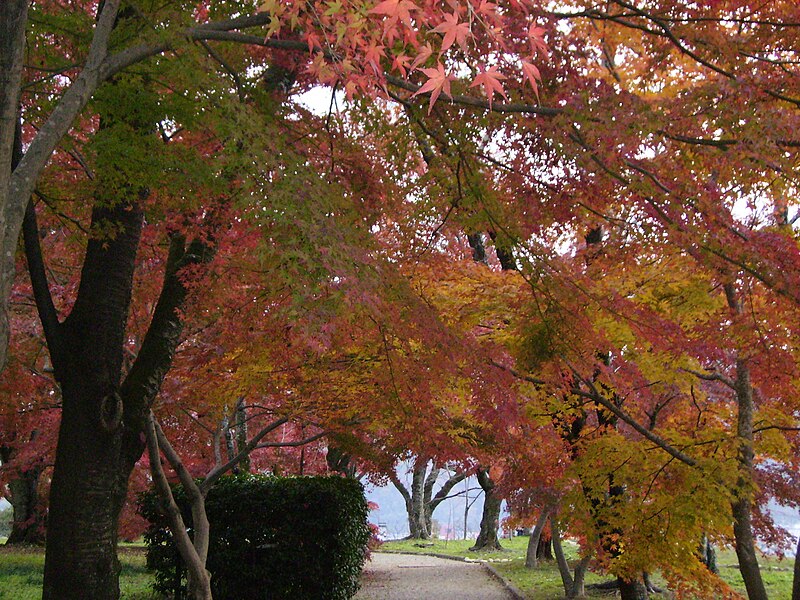 File:Tsuyama Momiji.JPG