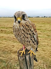 Faucon crécerelle femelle portant une bague rouge numérotée D1 et une bague métallique, perchée sur un poteau en bois dans une prairie