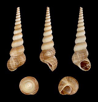 <i>Turritella terebra</i> Species of gastropod