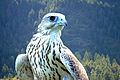 Шумкарлар (Falco)