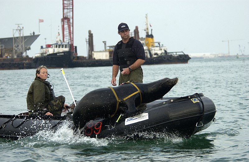 File:US Navy 030212-N-3783H-002 Zak, a 375-pound California sea lion leaps back into the boat following harbor patrol training.jpg