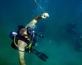 US Navy 090702-N-5710P-101 Senior Chief Explosive Ordnance Disposal Technician Ted Seitz demonstrates how to properly ascend to the surface by following the detonation cord during an underwater training evolution.jpg