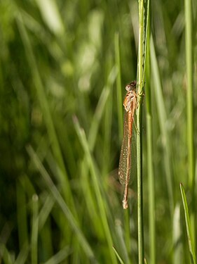 Damselfly (Zygoptera)