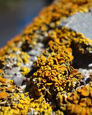 Lichen