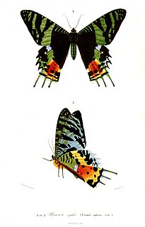<i>Chrysiridia rhipheus</i> Species of moth
