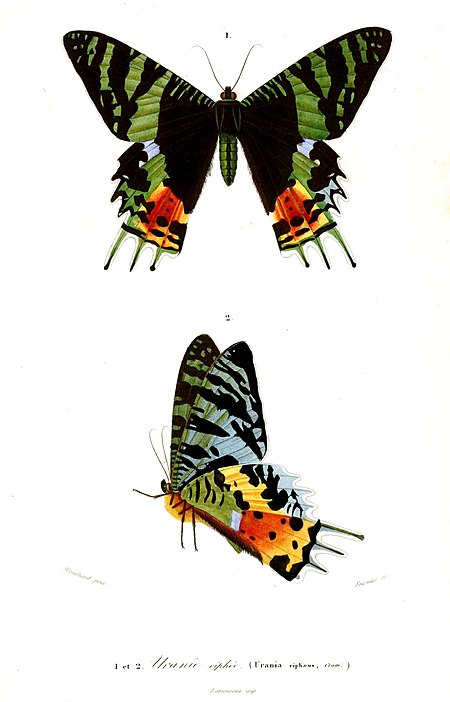 Chrysiridia rhipheus