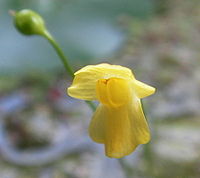 Utricularia gibba