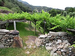 Valle de Aosta (viñedo) 022.jpg